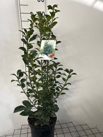 Ilex meserv. Heckenfee (vrouw=bes) 60-80 cm cont. 3,0L - afbeelding 4