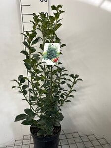 Ilex meserv. Heckenfee (vrouw=bes) 60-80 cm cont. 3,0L - afbeelding 4