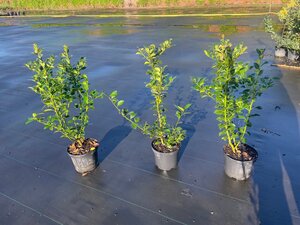 Ilex meserv. Heckenfee (vrouw=bes) 60-80 cm cont. 3,0L - image 4
