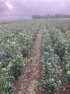 Ilex meserv. Heckenfee (vrouw=bes) 60-80 cm met kluit - afbeelding 6