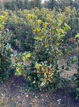 Ilex meserv. Heckenfee (vrouw=bes) 60-80 cm met kluit - afbeelding 3