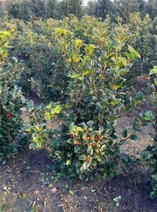 Ilex meserv. Heckenfee (vrouw=bes) 60-80 cm met kluit - afbeelding 3