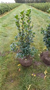 Ilex meserv. Heckenfee (vrouw=bes) 60-80 cm met kluit - afbeelding 7