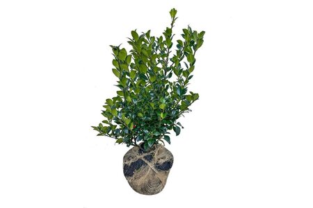 Ilex meserv. Heckenfee (vrouw=bes) 60-80 cm met kluit - afbeelding 3