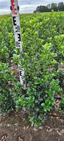 Ilex meserv. Heckenfee (vrouw=bes) 60-80 cm met kluit - afbeelding 9