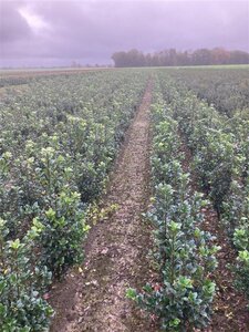 Ilex meserv. Heckenfee (vrouw=bes) 60-80 cm met kluit - afbeelding 5
