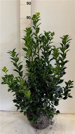 Ilex meserv. Heckenfee (vrouw=bes) 60-80 cm met kluit - afbeelding 2