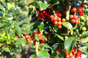 Ilex meserv. Heckenfee (vrouw=bes) 80-100 cm met kluit - afbeelding 8