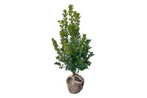 Ilex meserv. Heckenfee (vrouw=bes) 80-100 cm met kluit - afbeelding 9