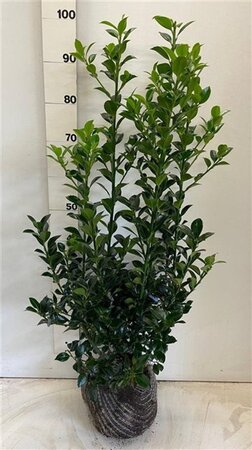 Ilex meserv. Heckenfee (vrouw=bes) 80-100 cm met kluit - afbeelding 4