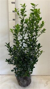 Ilex meserv. Heckenfee (vrouw=bes) 80-100 cm met kluit - afbeelding 4