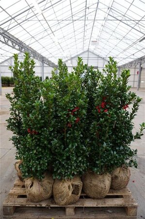 Ilex meserv. Heckenfee (vrouw=bes) 80-100 cm met kluit - afbeelding 10