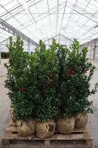 Ilex meserv. Heckenfee (vrouw=bes) 80-100 cm met kluit - afbeelding 10
