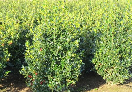 Ilex meserv. Heckenfee (vrouw=bes) 80-100 cm met kluit - afbeelding 1