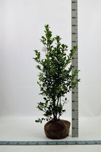 Ilex meserv. Heckenfee (vrouw=bes) 80-100 cm met kluit - afbeelding 7