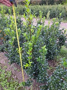 Ilex meserv. Heckenfee (vrouw=bes) 80-100 cm met kluit - afbeelding 6