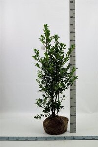 Ilex meserv. Heckenfee (vrouw=bes) 80-100 cm met kluit - afbeelding 5