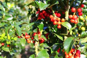 Ilex meserv. Heckenfee (vrouw=bes) 80-100 cm met kluit - afbeelding 4