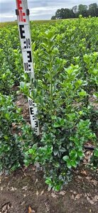 Ilex meserv. Heckenfee (vrouw=bes) 80-100 cm met kluit - afbeelding 3
