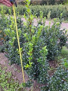 Ilex meserv. Heckenfee (vrouw=bes) 80-100 cm met kluit - afbeelding 3