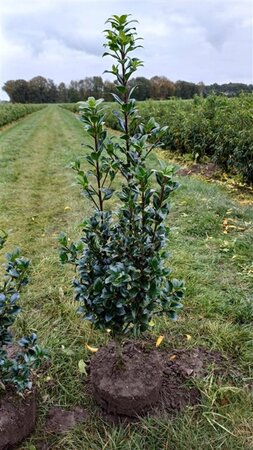 Ilex meserv. Heckenfee (vrouw=bes) 80-100 cm met kluit - afbeelding 8