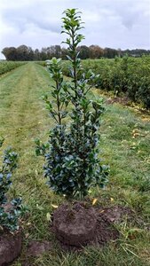 Ilex meserv. Heckenfee (vrouw=bes) 80-100 cm met kluit - afbeelding 8