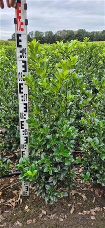 Ilex meserv. Heckenfee (vrouw=bes) 80-100 cm met kluit - afbeelding 2