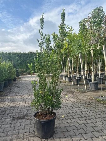Ilex maximowicziana kanehirae 150-175 cm container - afbeelding 3