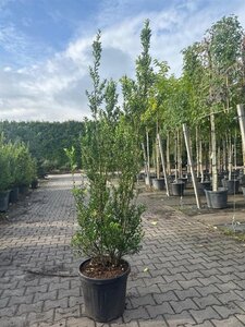 Ilex maximowicziana kanehirae 150-175 cm container - afbeelding 3