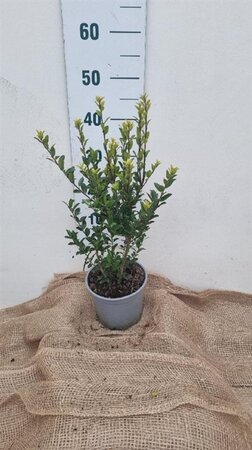 Ilex maximowicziana kanehirae 30-40 cm cont. 3,0L - afbeelding 3