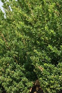 Ilex maximowicziana kanehirae 40-50 cm cont. 3,0L