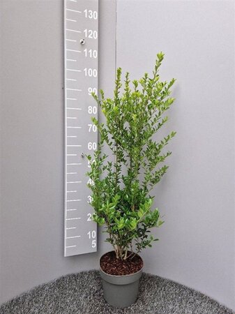 Ilex maximowicziana kanehirae 60-80 cm cont. 5,0L - afbeelding 3