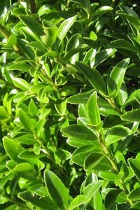 Ilex maximowicziana kanehirae 80-100 cm cont. 7,5L - afbeelding 2