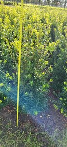 Ilex maximowicziana kanehirae 80-100 cm met kluit - afbeelding 3