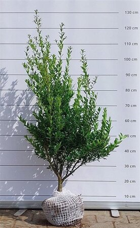 Ilex maximowicziana kanehirae 80-100 cm met kluit - afbeelding 4