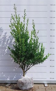 Ilex maximowicziana kanehirae 80-100 cm met kluit - afbeelding 4