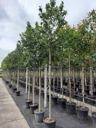 Ilex 'Nellie R. Stevens' 10-12 Hoogstam container