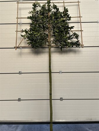 Ilex 'Nellie R. Stevens' 12-14 STA cont. 55L screen,br150xh120 180 cm stem