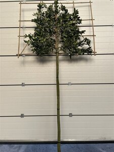 Ilex 'Nellie R. Stevens' 12-14 STA cont. 55L screen,br150xh120 180 cm stem