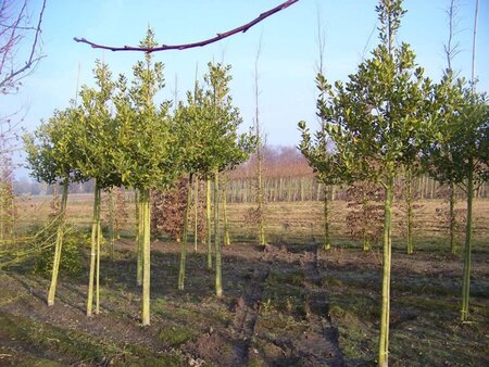 Ilex 'Nellie R. Stevens' 16-18 Hoogstam draadkluit 3 X verplant