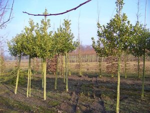 Ilex 'Nellie R. Stevens' 16-18 Hoogstam draadkluit 3 X verplant