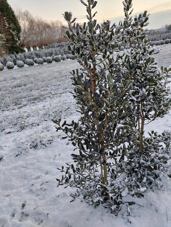 Ilex 'Nellie R. Stevens' 175-200 cm met kluit - afbeelding 1