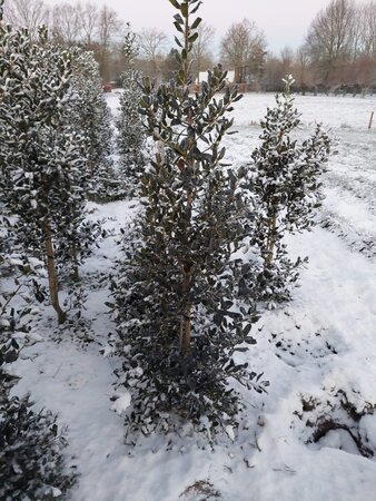 Ilex 'Nellie R. Stevens' 175-200 cm met kluit - afbeelding 2