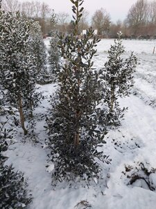 Ilex 'Nellie R. Stevens' 175-200 cm met kluit - afbeelding 2