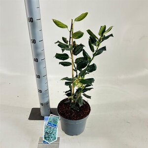 Ilex 'Nellie R. Stevens' 40-50 cm cont. 3,0L