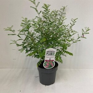 Indigofera heterantha 30-40 cm cont. 2,0L - afbeelding 3