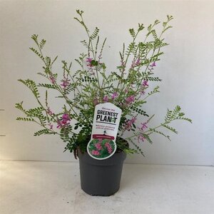 Indigofera heterantha 30-40 cm cont. 2,0L