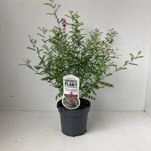 Indigofera heterantha 30-40 cm cont. 2,0L - afbeelding 4