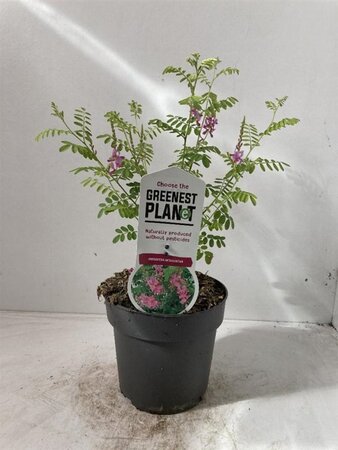 Indigofera heterantha 30-40 cm cont. 2,0L - afbeelding 2