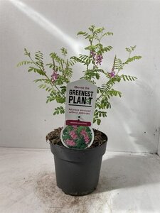 Indigofera heterantha 30-40 cm cont. 2,0L - afbeelding 2